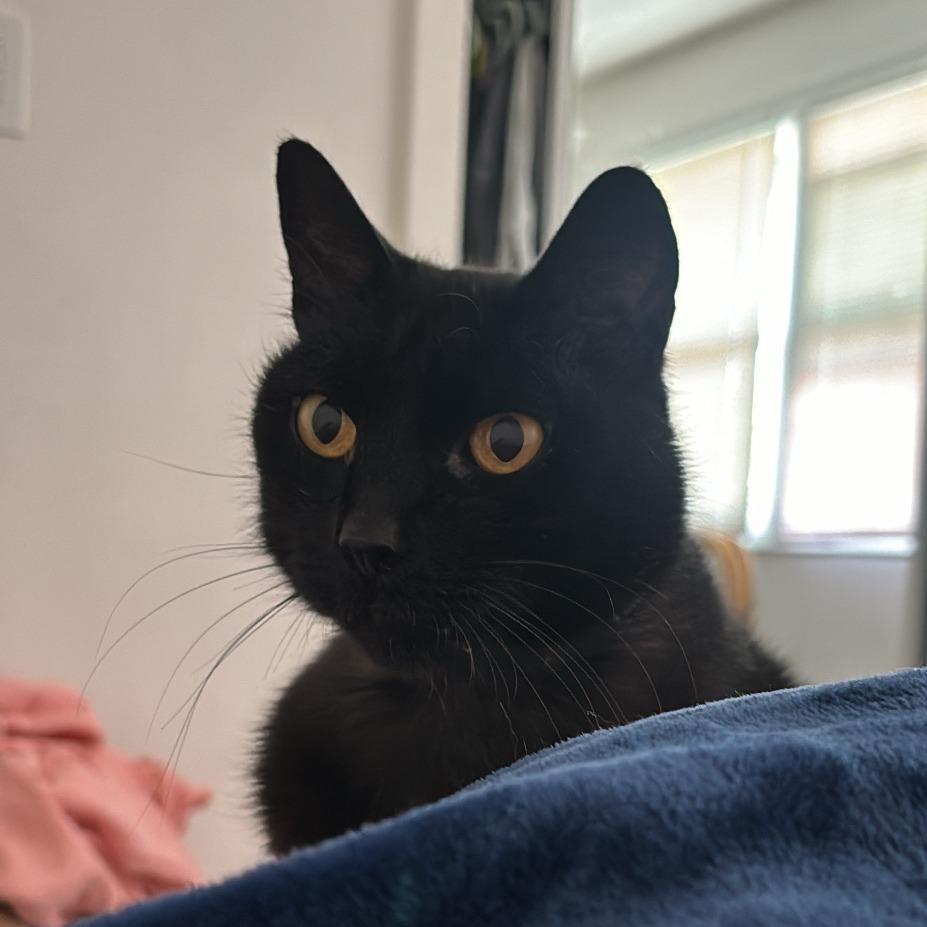 Enlarge Echo, a Adoptable Domestic Short Hair in Long Beach, CA image 3/6