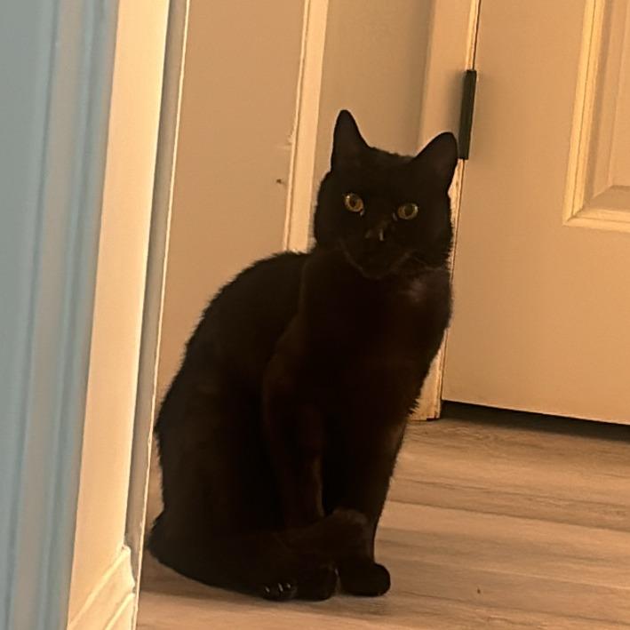 Enlarge Echo, a Adoptable Domestic Short Hair in Long Beach, CA image 4/6