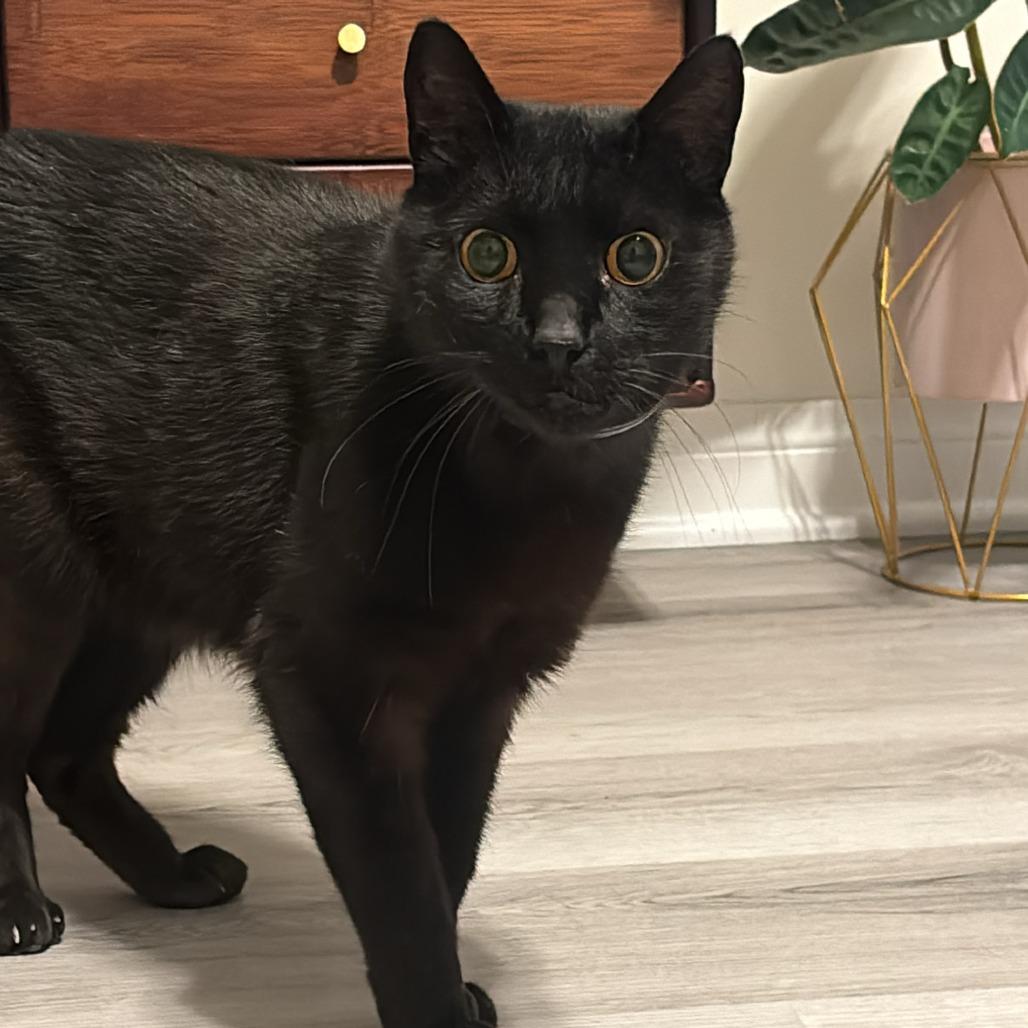 Enlarge Echo, a Adoptable Domestic Short Hair in Long Beach, CA image 5/6