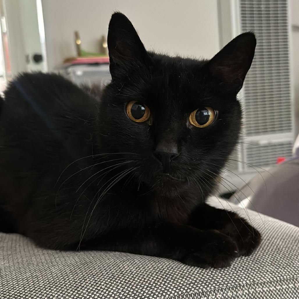 Enlarge Echo, a Adoptable Domestic Short Hair in Long Beach, CA image 6/6