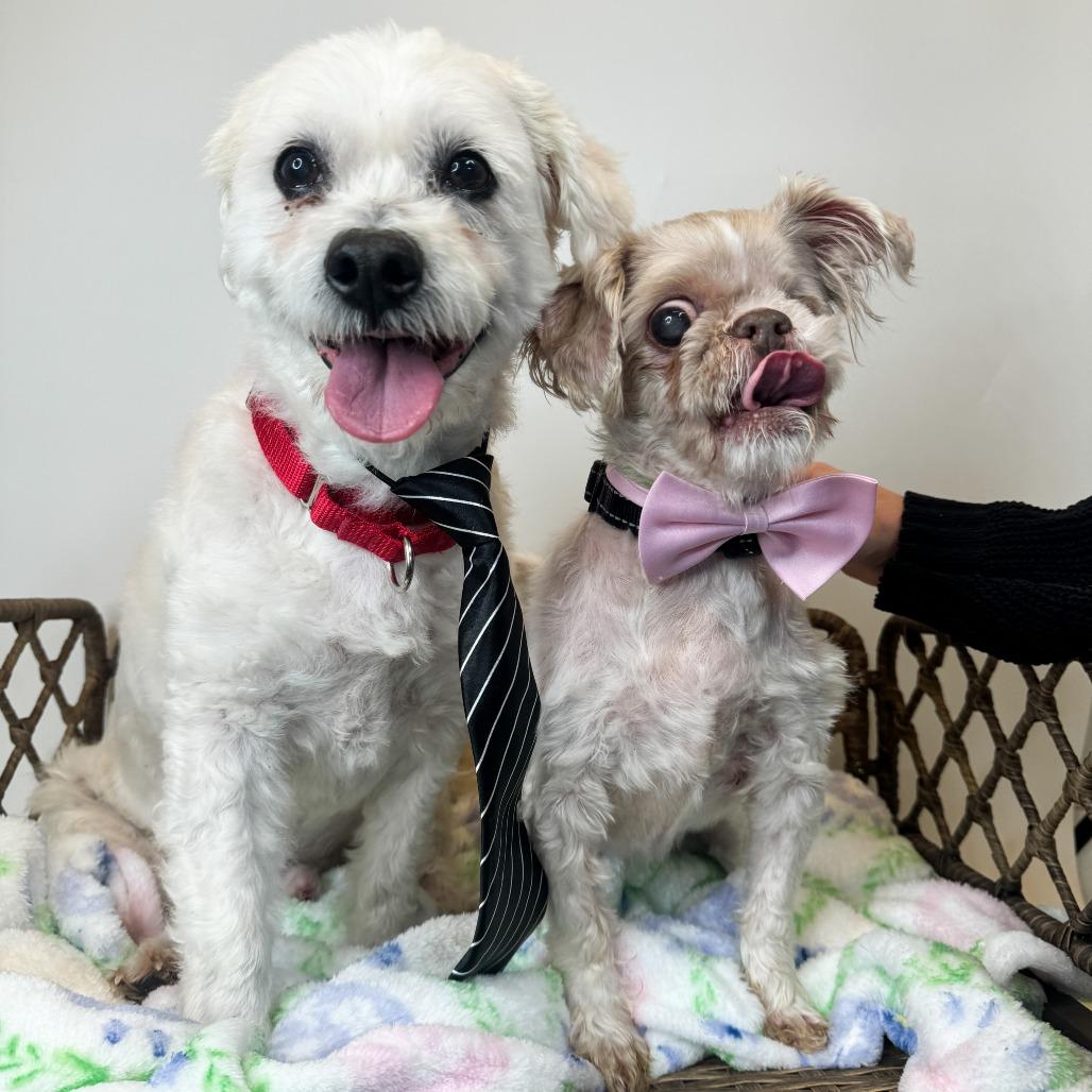Enlarge Linus (Bonded w/Sissy), a Adoptable Bichon Frise in Fort Wayne, IN image 1/5