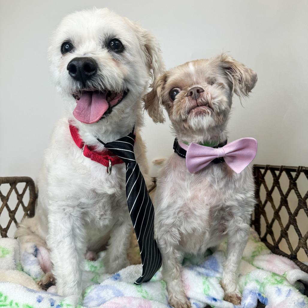 Enlarge Linus (Bonded w/Sissy), a Adoptable Bichon Frise in Fort Wayne, IN image 2/5