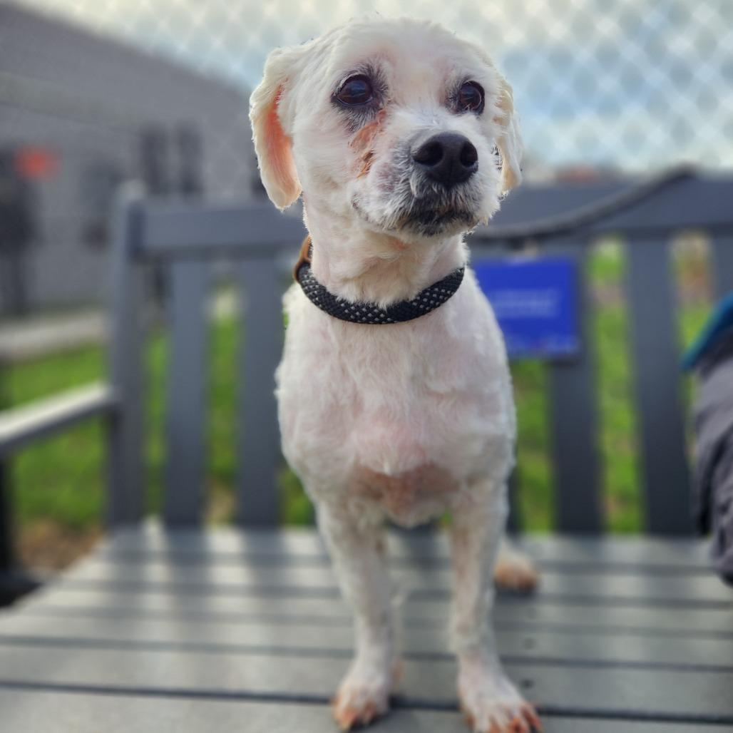 Enlarge Linus (Bonded w/Sissy), a Adoptable Bichon Frise in Fort Wayne, IN image 3/5