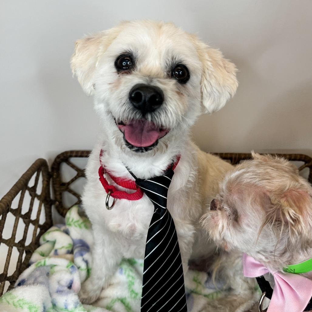 Enlarge Linus (Bonded w/Sissy), a Adoptable Bichon Frise in Fort Wayne, IN image 4/5