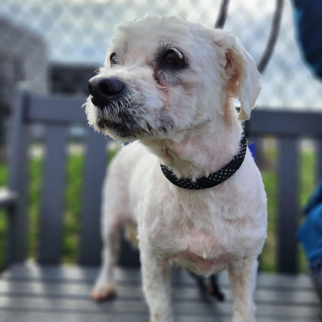 Enlarge Linus (Bonded w/Sissy), a Adoptable Bichon Frise in Fort Wayne, IN image 5/5