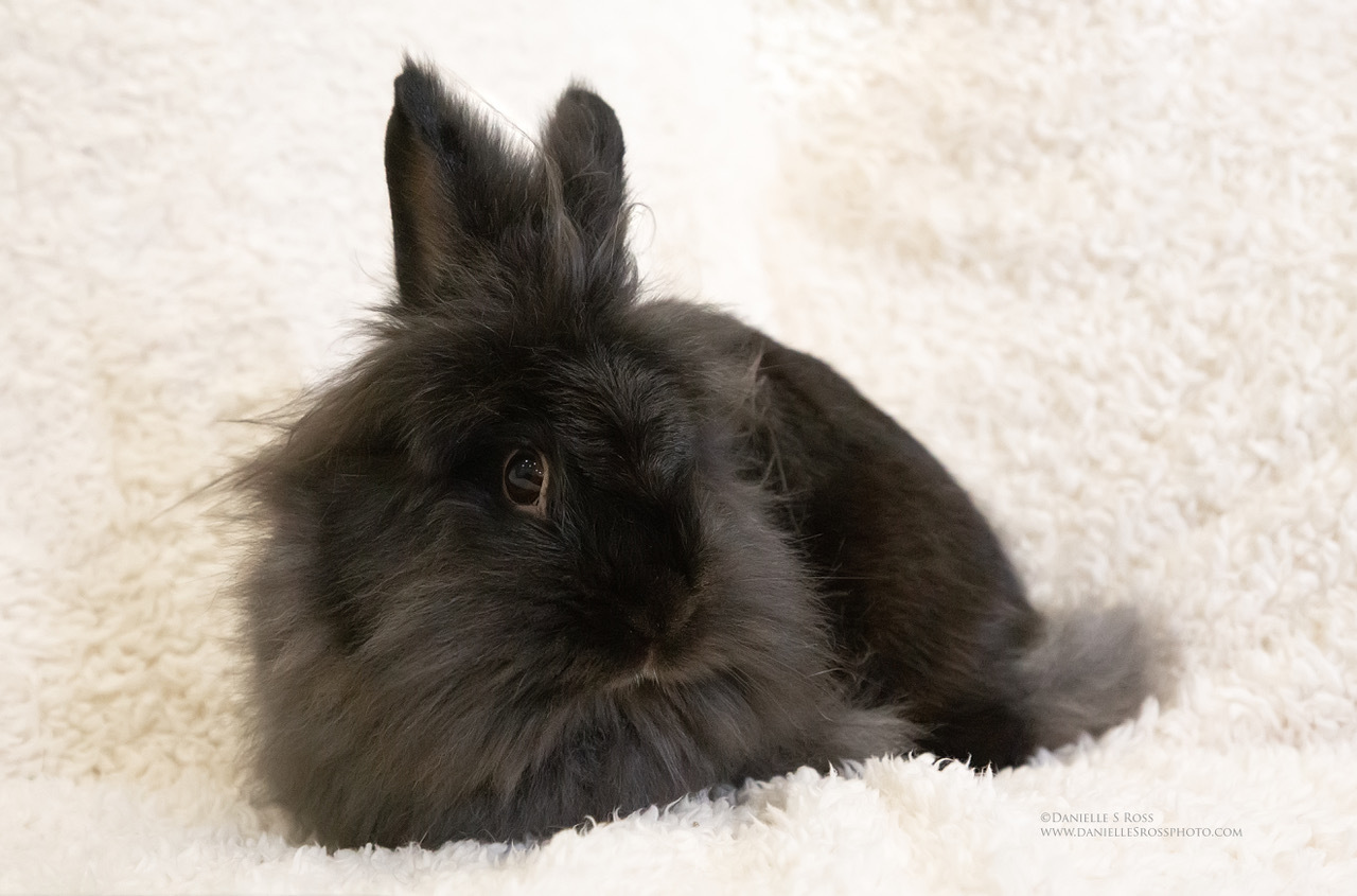 Enlarge Charlotte, a Adoptable Lionhead in Oxford, GA image 1/6