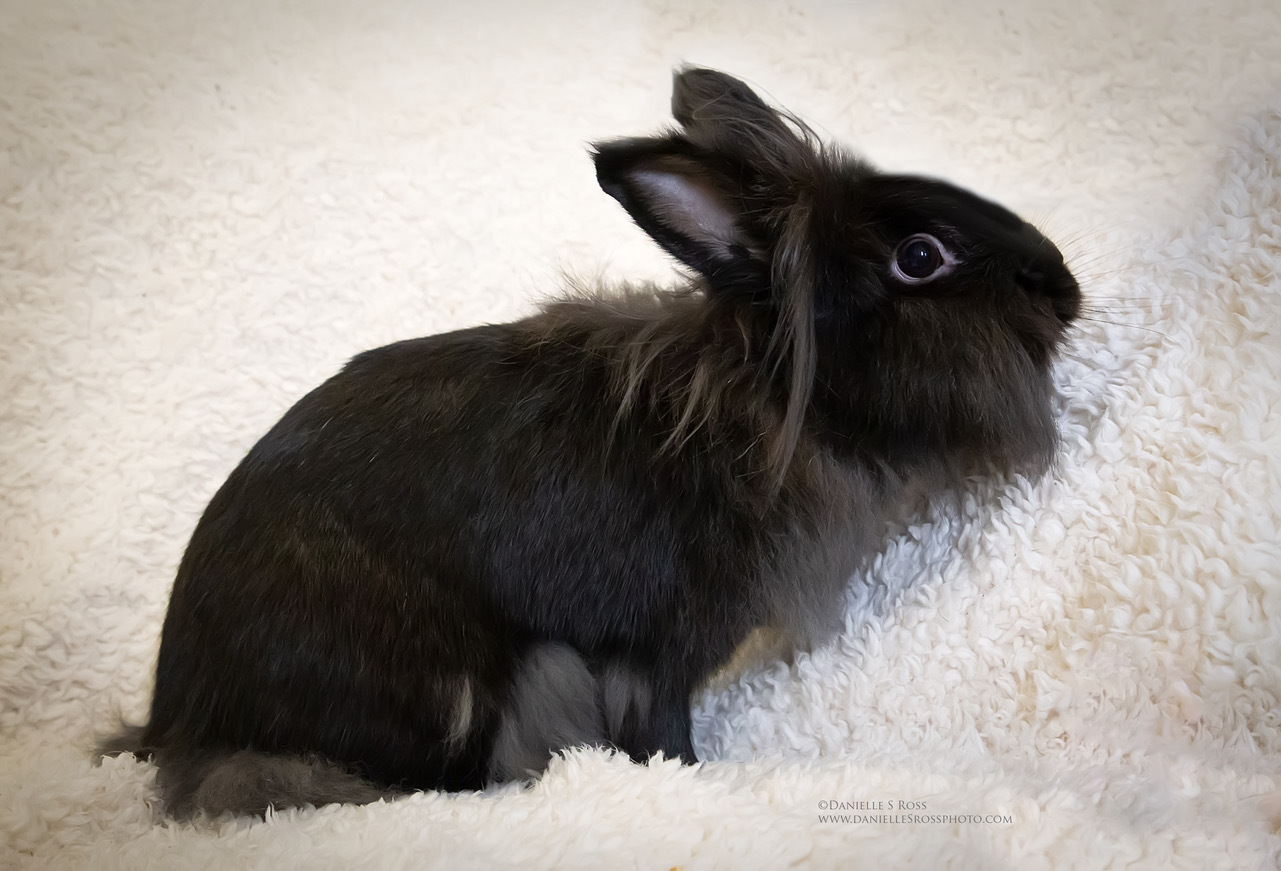 Enlarge Charlotte, a Adoptable Lionhead in Oxford, GA image 2/6