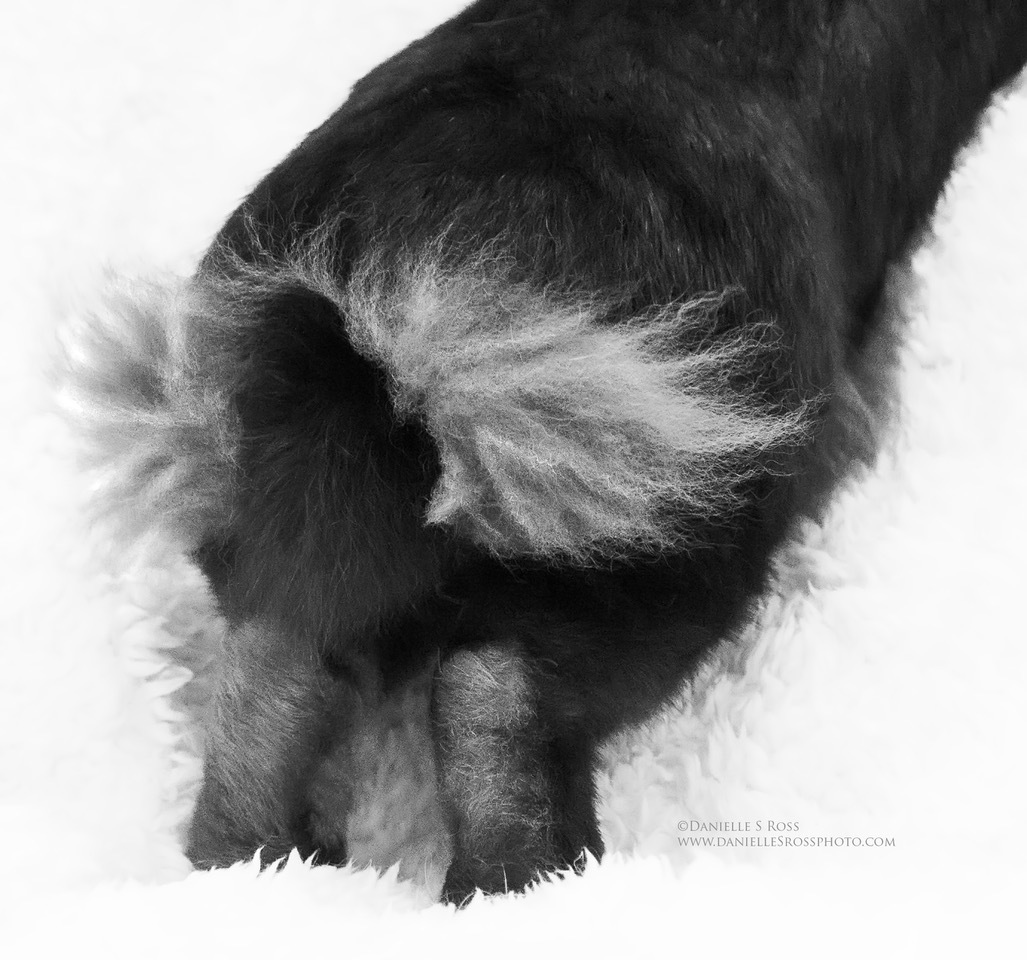 Enlarge Charlotte, a Adoptable Lionhead in Oxford, GA image 3/6