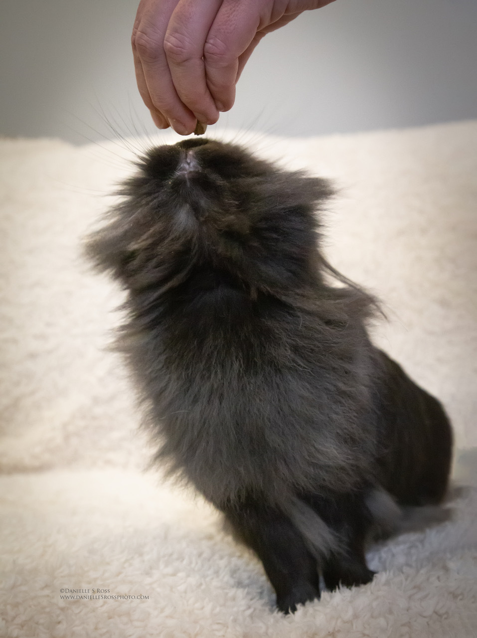 Enlarge Charlotte, a Adoptable Lionhead in Oxford, GA image 4/6