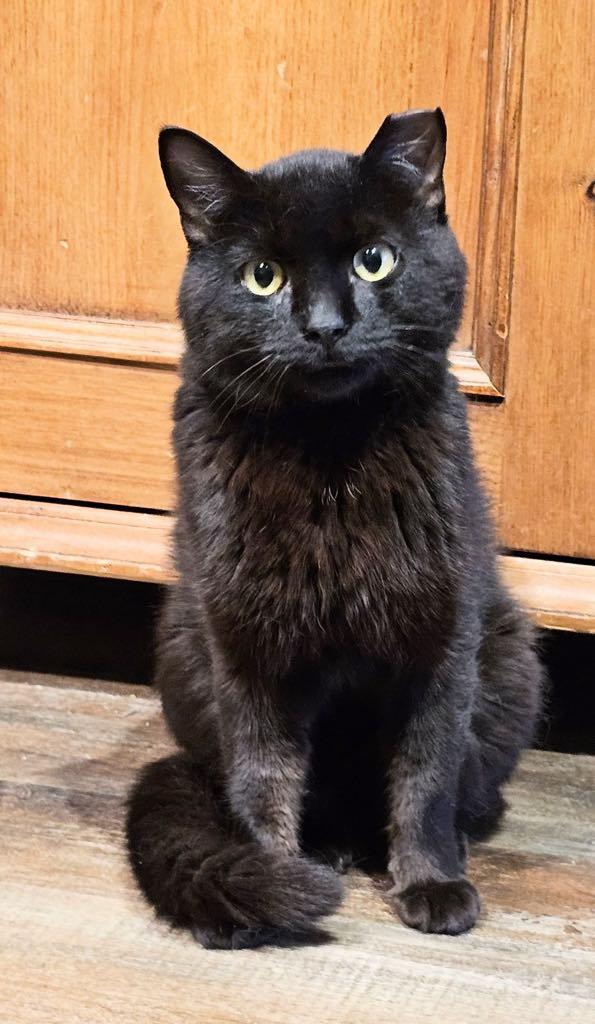 Asphalt, Adopted, Young Male Domestic Short Hair.