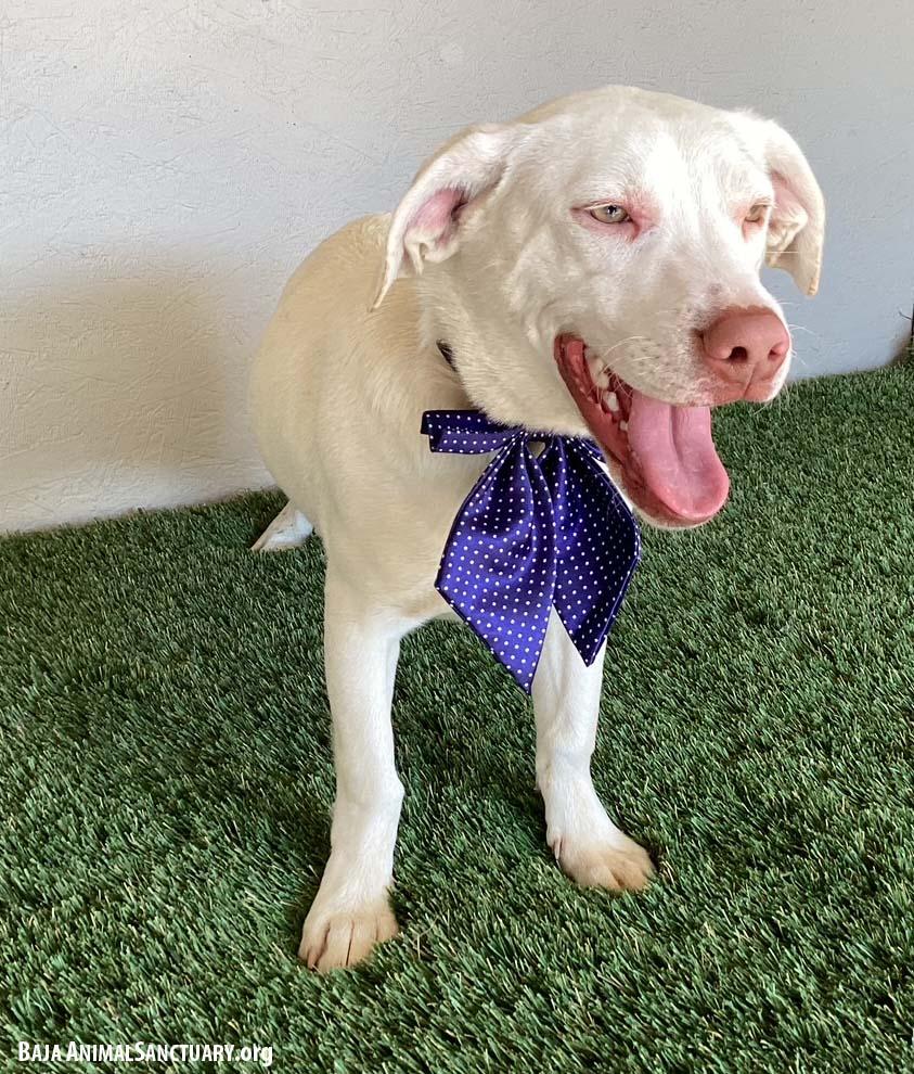 Enlarge April, a Adoptable mixed breed in San Diego, CA image 2/3