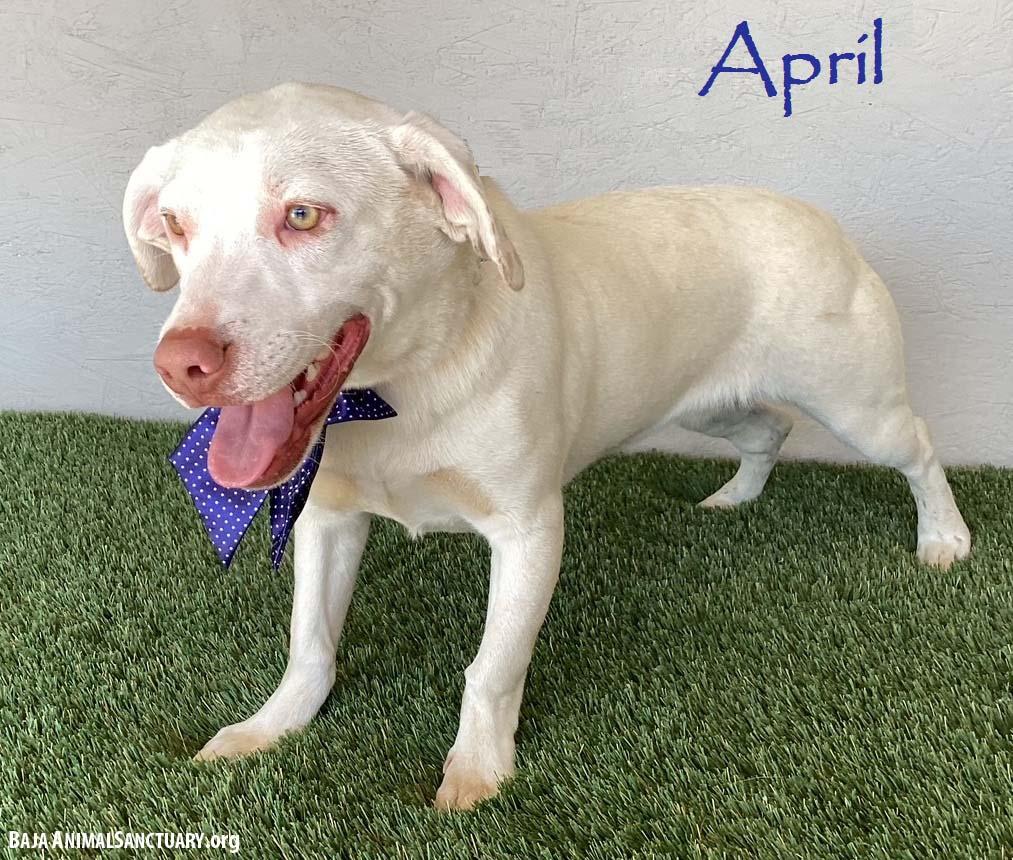 Enlarge April, a Adoptable mixed breed in San Diego, CA image 1/3