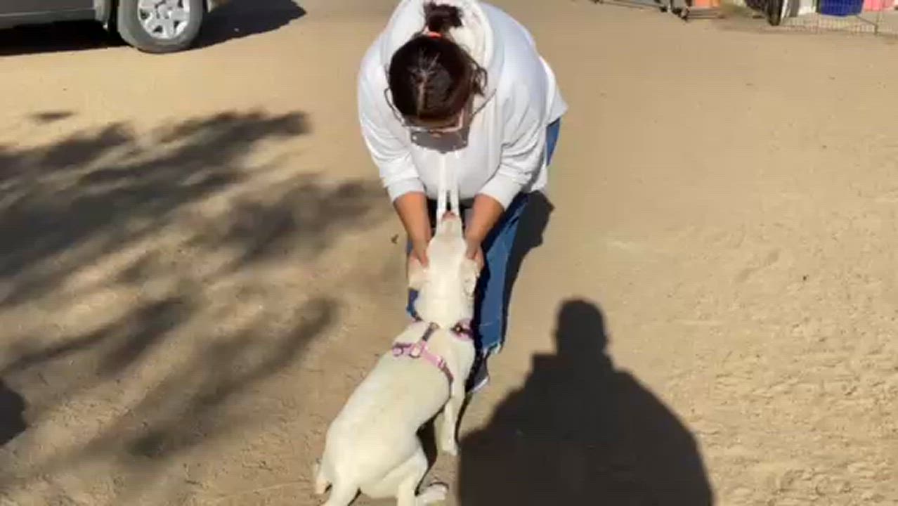 Enlarge April, a Adoptable mixed breed in San Diego, CA video 3/3