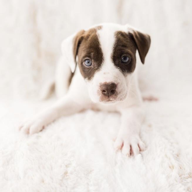 Enlarge Pluto, a ADOPTABLE mixed breed in Prior Lake, MN image 2/4