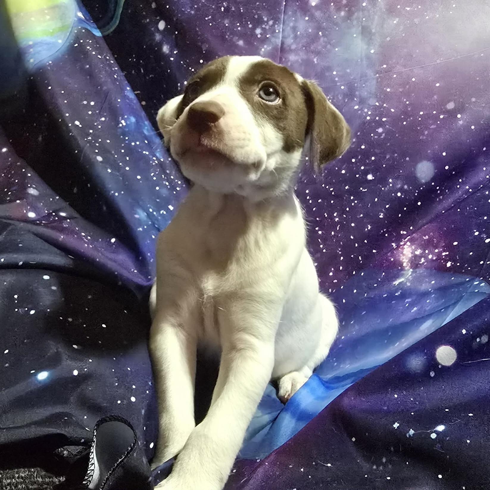 Enlarge Pluto, a ADOPTABLE mixed breed in Prior Lake, MN image 4/4