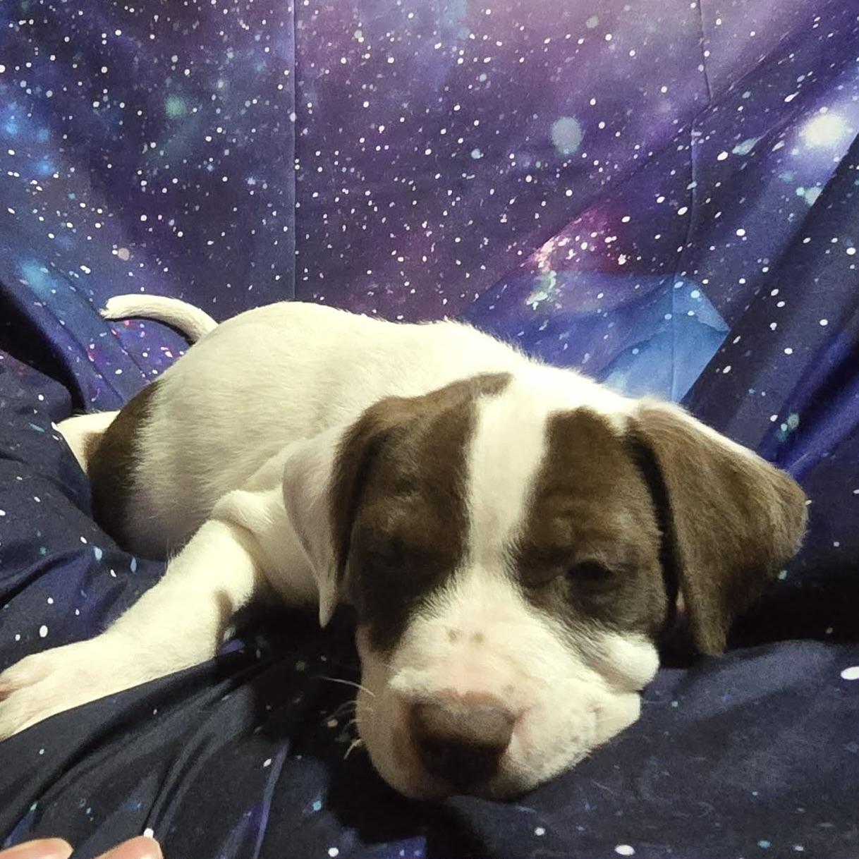 Enlarge Pluto, a ADOPTABLE mixed breed in Prior Lake, MN image 3/4