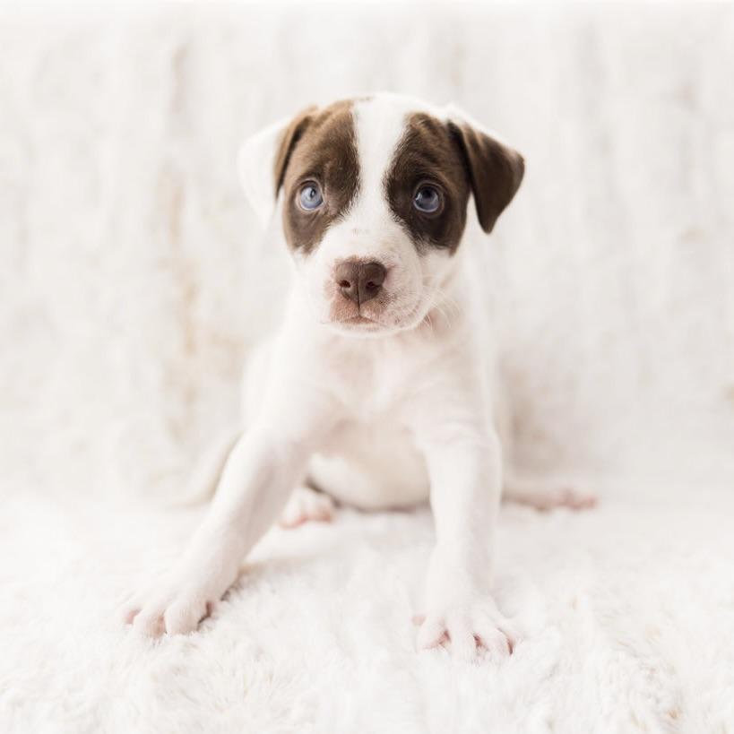 Pluto, ADOPTABLE, Puppy Male Terrier.