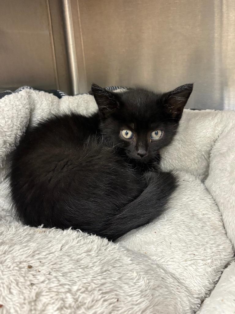 Edgar / AC 27099 B, Adoptable, Kitten Male Domestic Medium Hair.