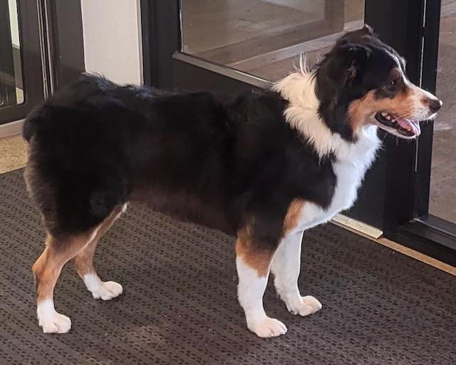 Enlarge Raven, a Adopted Australian Shepherd in Tonawanda, NY image 1/4