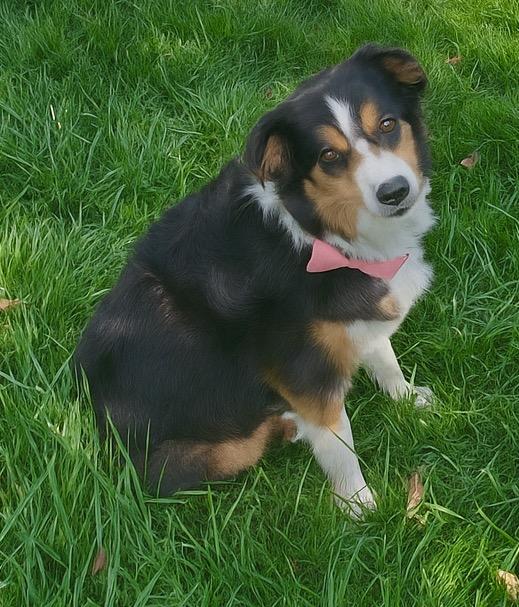 Enlarge Raven, a Adopted Australian Shepherd in Tonawanda, NY image 2/4