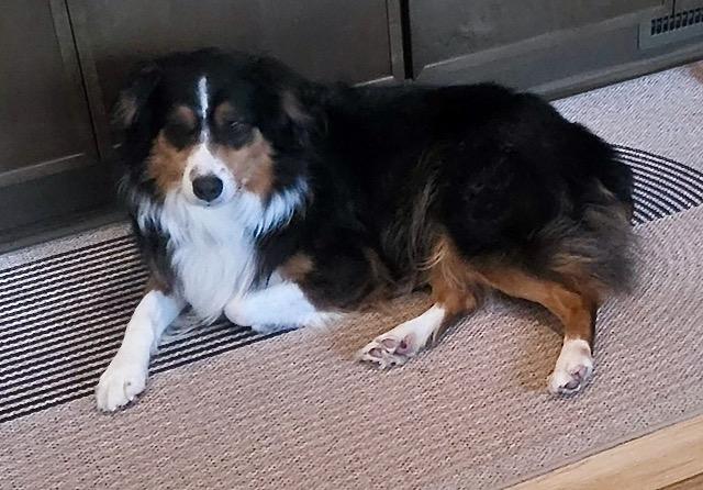 Enlarge Raven, a Adopted Australian Shepherd in Tonawanda, NY image 3/4