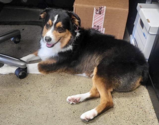 Enlarge Raven, a Adopted Australian Shepherd in Tonawanda, NY image 4/4