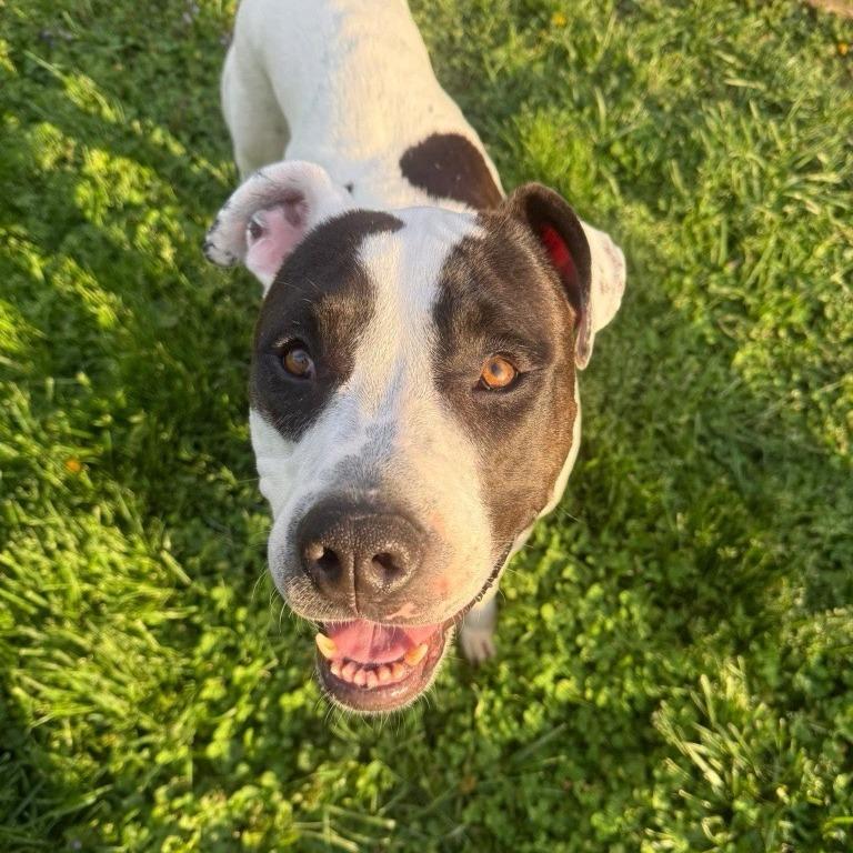 Kira, Adoptable, Adult Female Pit Bull Terrier.