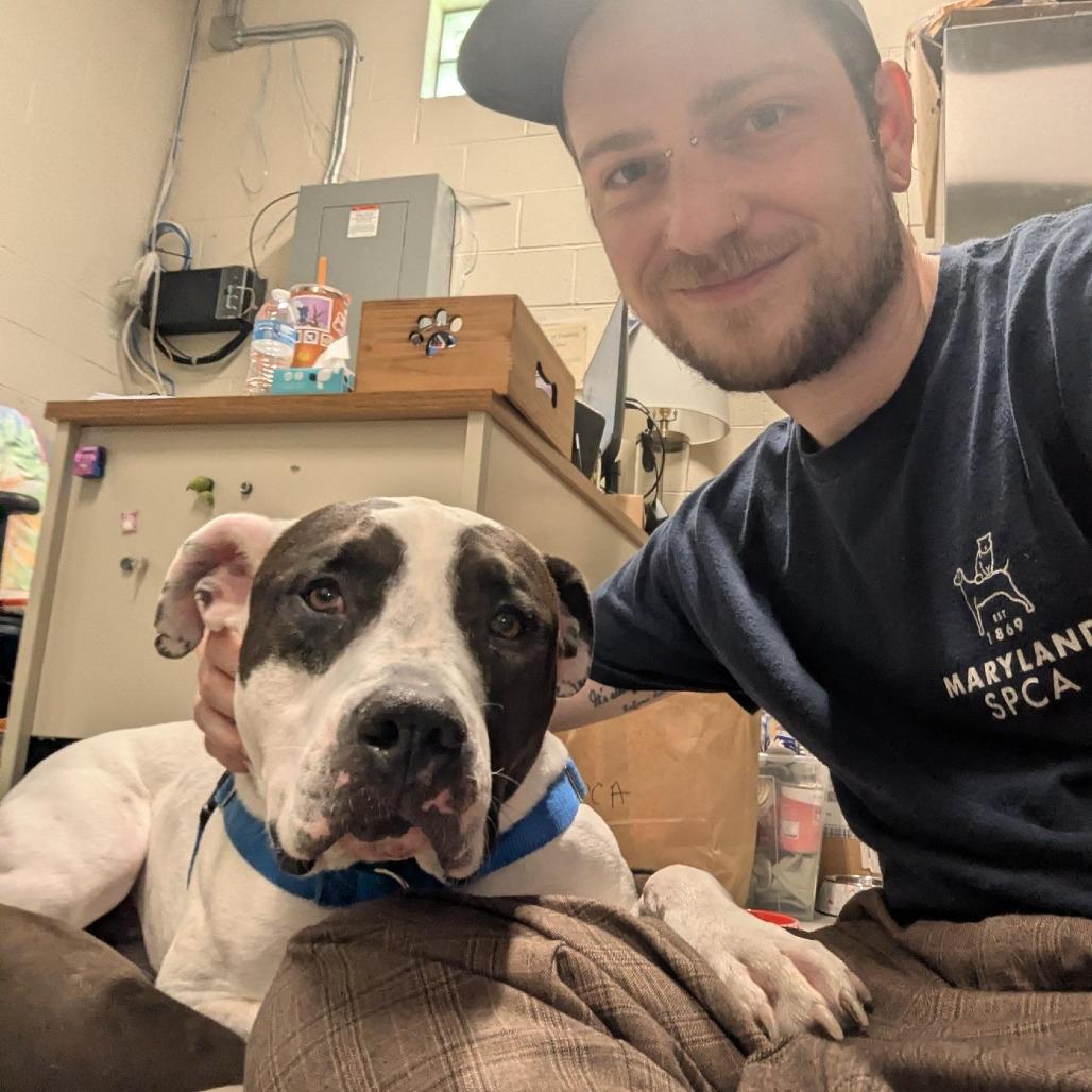 Enlarge Kira, a Adoptable Pit Bull Terrier in Baltimore, MD image 2/5