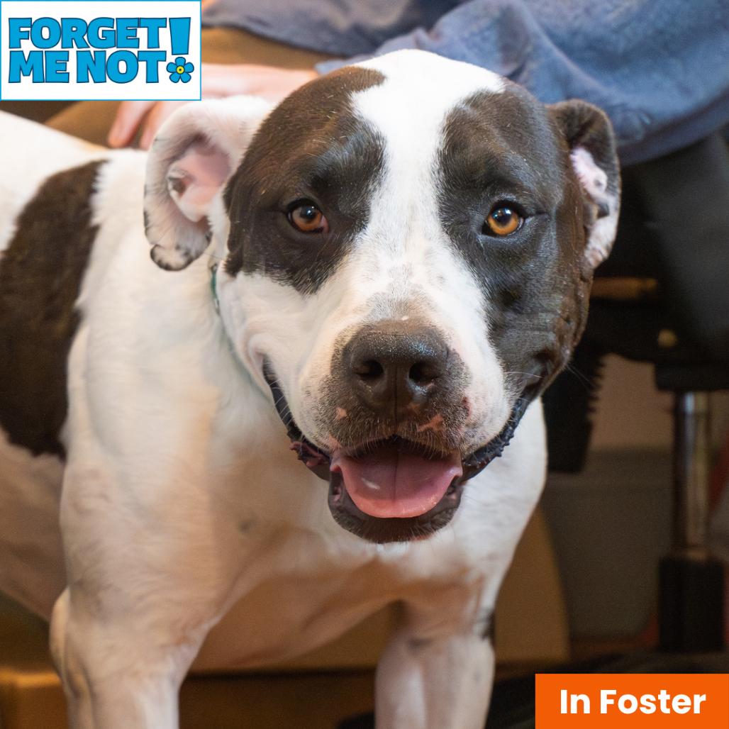Kira, a Adoptable Pit Bull Terrier in Baltimore, MD image 4/6