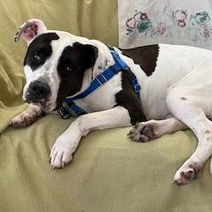 Enlarge Kira, a Adoptable Pit Bull Terrier in Baltimore, MD image 3/5
