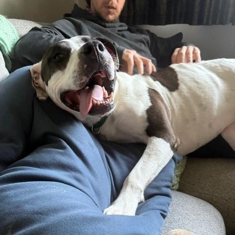 Kira, a Adoptable Pit Bull Terrier in Baltimore, MD image 5/6
