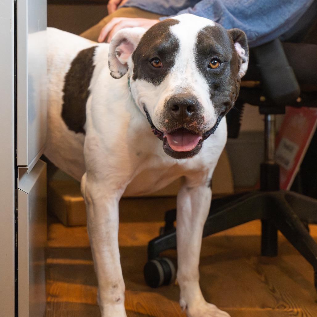 Kira, a Adoptable Pit Bull Terrier in Baltimore, MD image 6/6