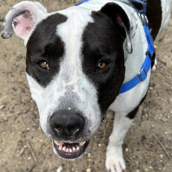 Enlarge Kira, a Adoptable Pit Bull Terrier in Baltimore, MD image 5/5