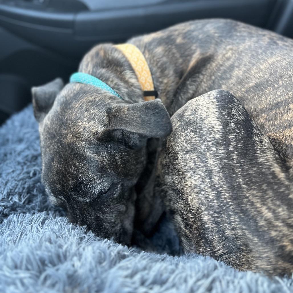 Hilda, a Adoptable Pit Bull Terrier in Brainerd, MN image 1/6