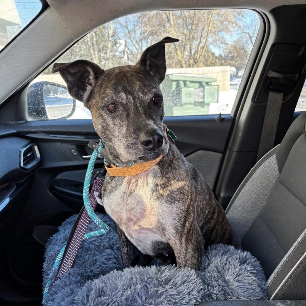 Hilda, a Adoptable Pit Bull Terrier in Brainerd, MN image 2/6
