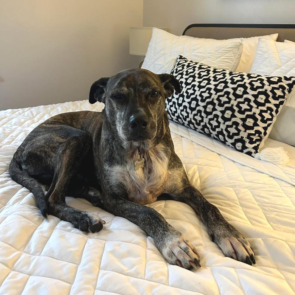 Hilda, a Adoptable Pit Bull Terrier in Brainerd, MN image 3/6