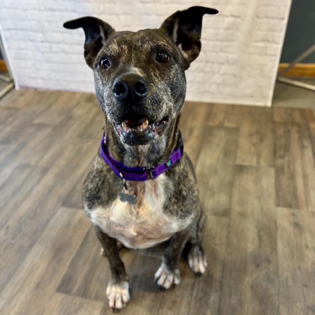 Hilda, Adoptable, Senior Female Pit Bull Terrier.