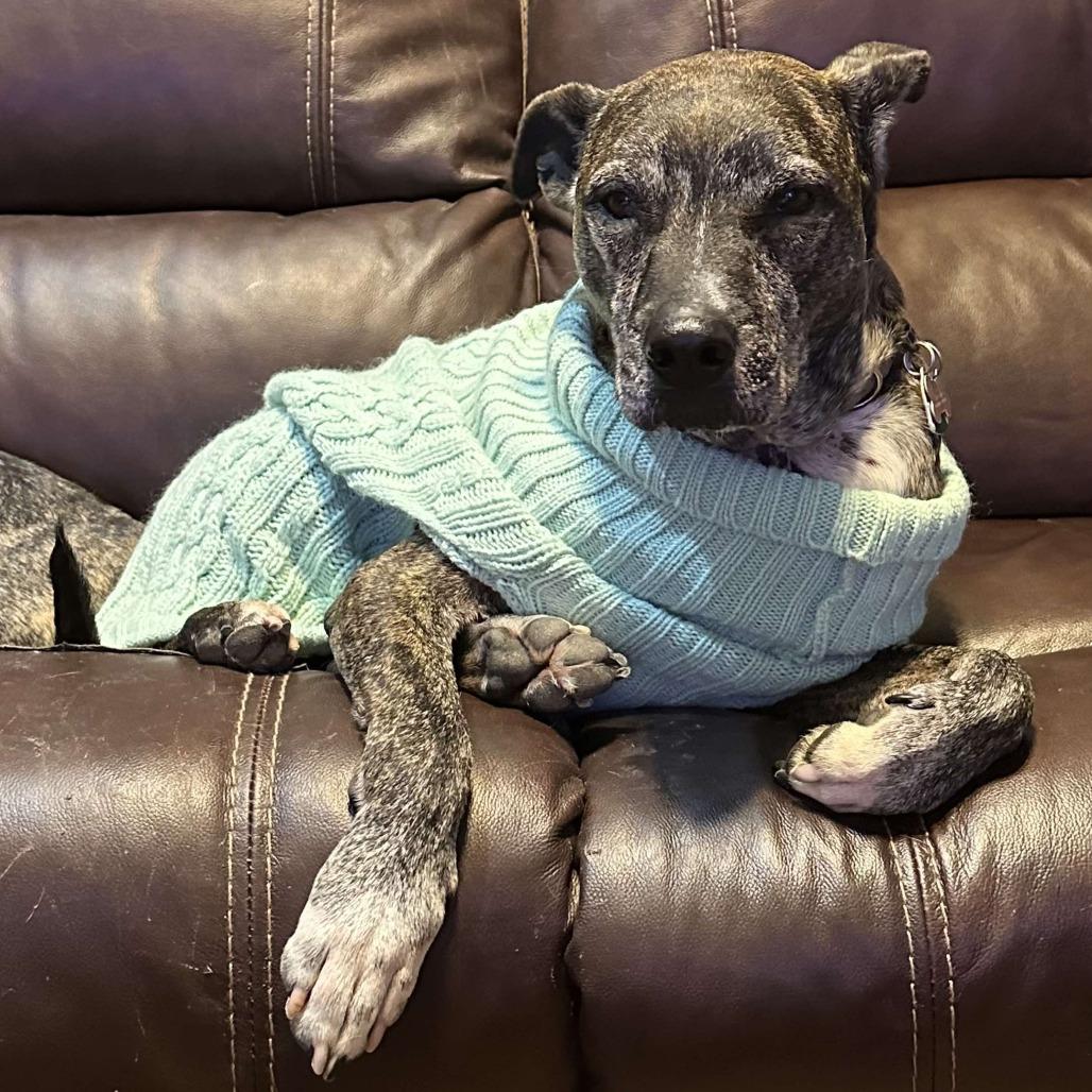 Hilda, a Adoptable Pit Bull Terrier in Brainerd, MN image 5/6