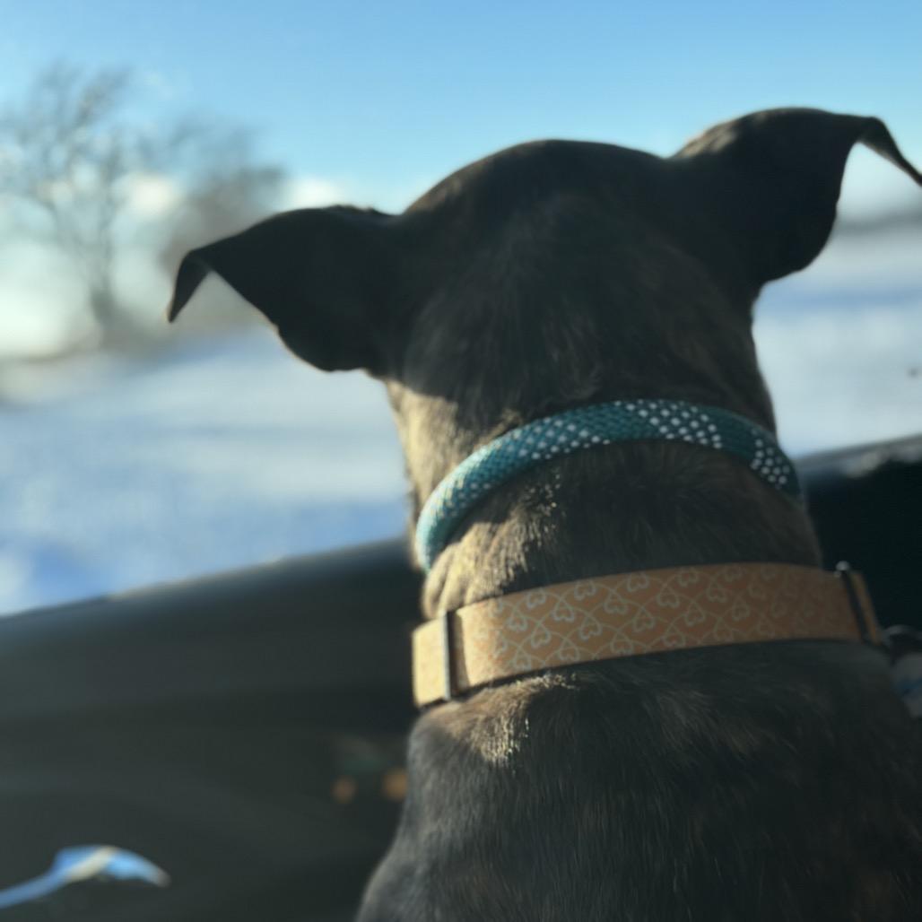 Hilda, a Adoptable Pit Bull Terrier in Brainerd, MN image 6/6