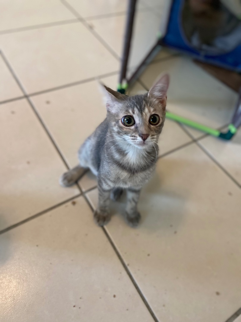 Enlarge Louise, a Adoptable Dilute Tortoiseshell in Mabank, TX image 7/9