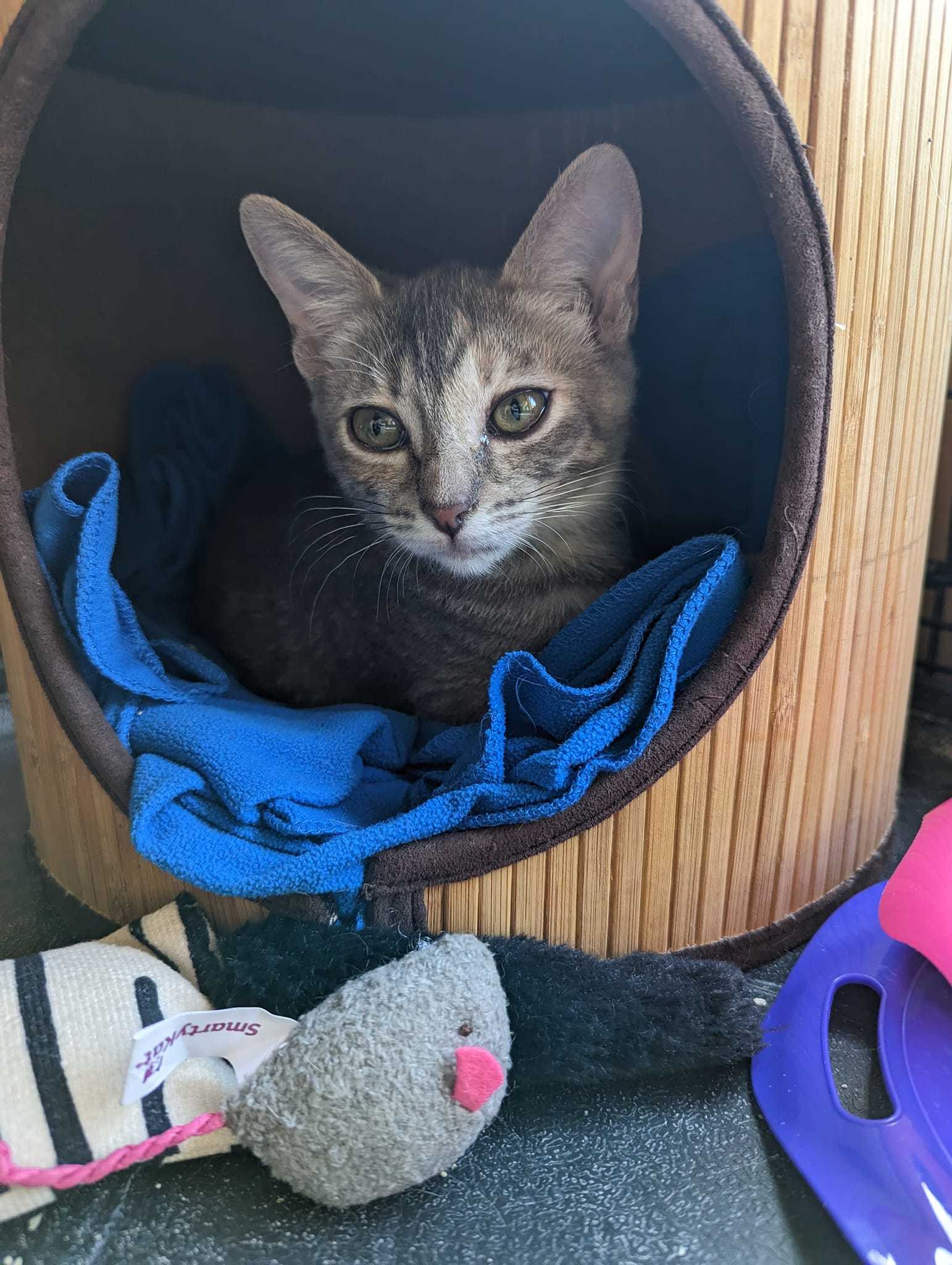 Louise, Adoptable, Adult Female Dilute Tortoiseshell.