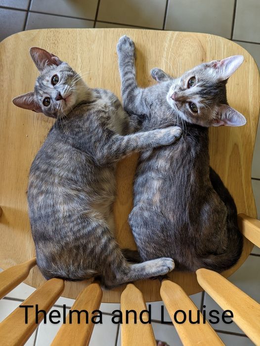 Enlarge Louise, a Adoptable Dilute Tortoiseshell in Mabank, TX image 8/9