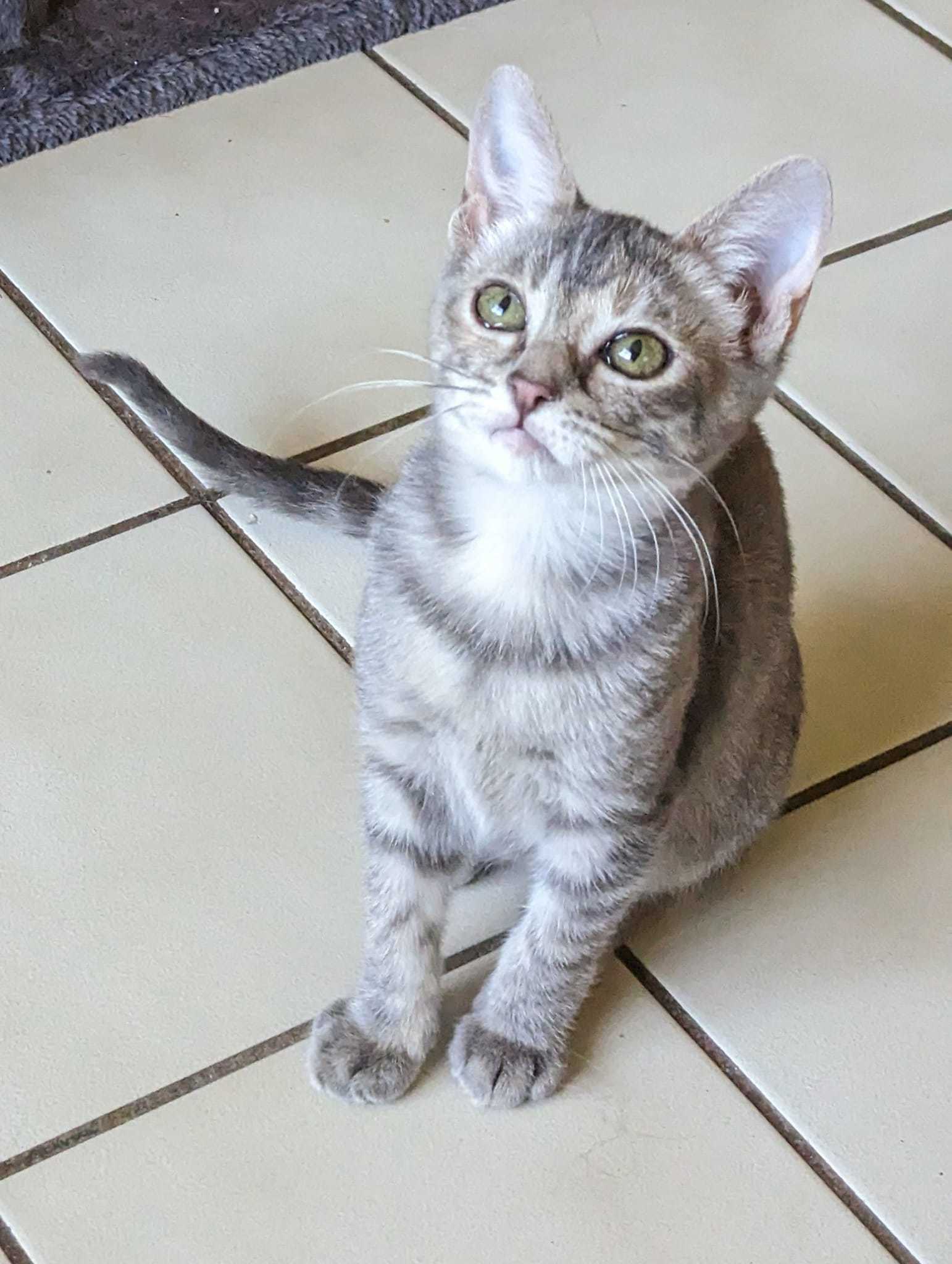 Enlarge Louise, a Adoptable Dilute Tortoiseshell in Mabank, TX image 9/9