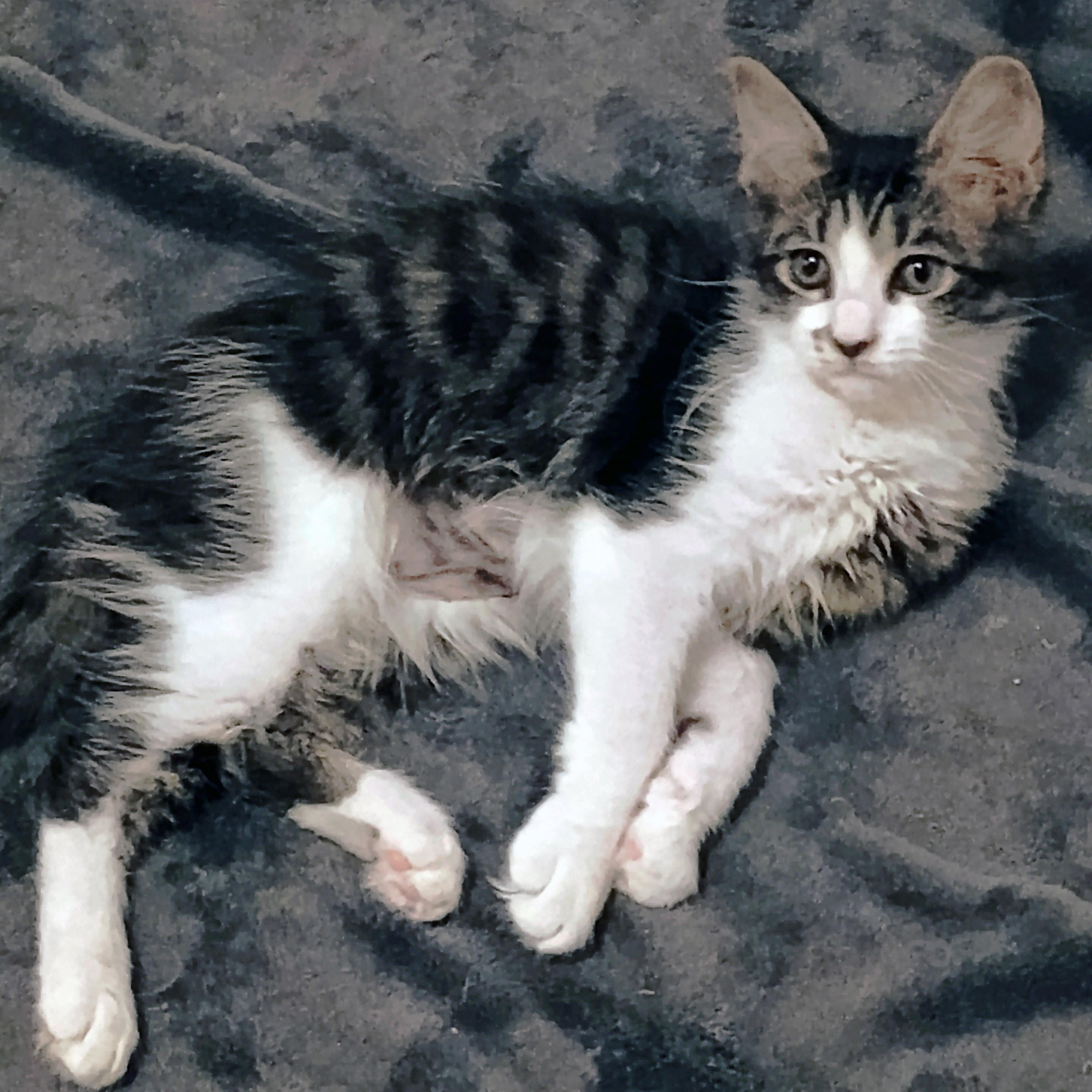 Batuffola, a ADOPTABLE mixed breed in Apex, NC image 2/5
