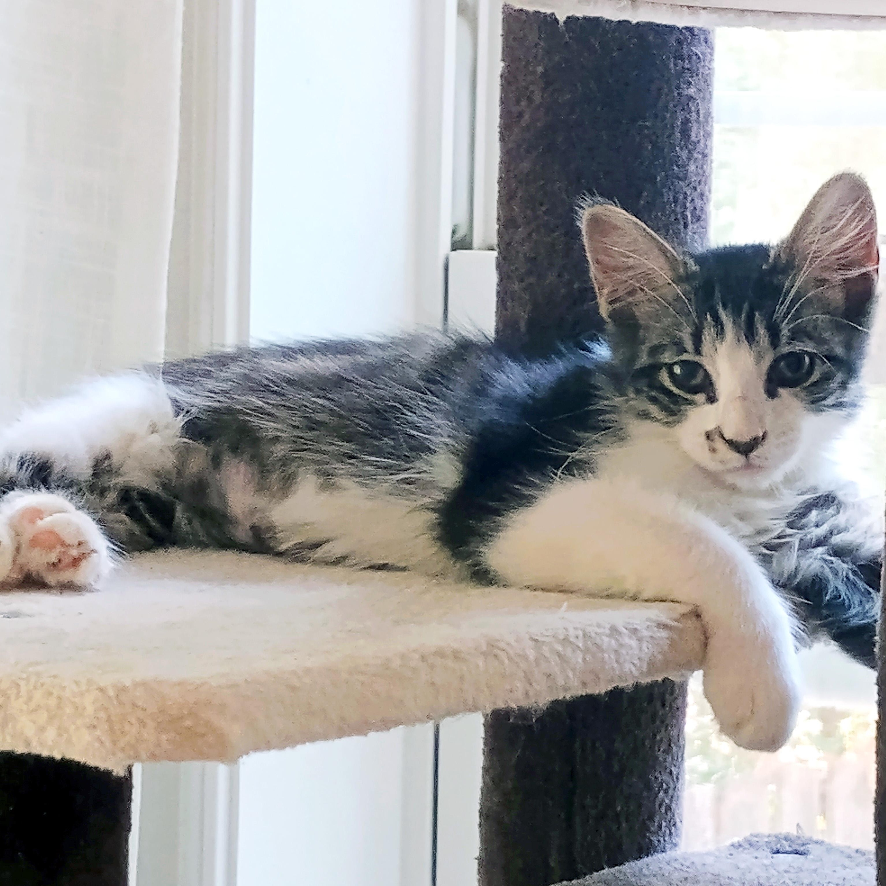 Batuffola, a ADOPTABLE mixed breed in Apex, NC image 5/5