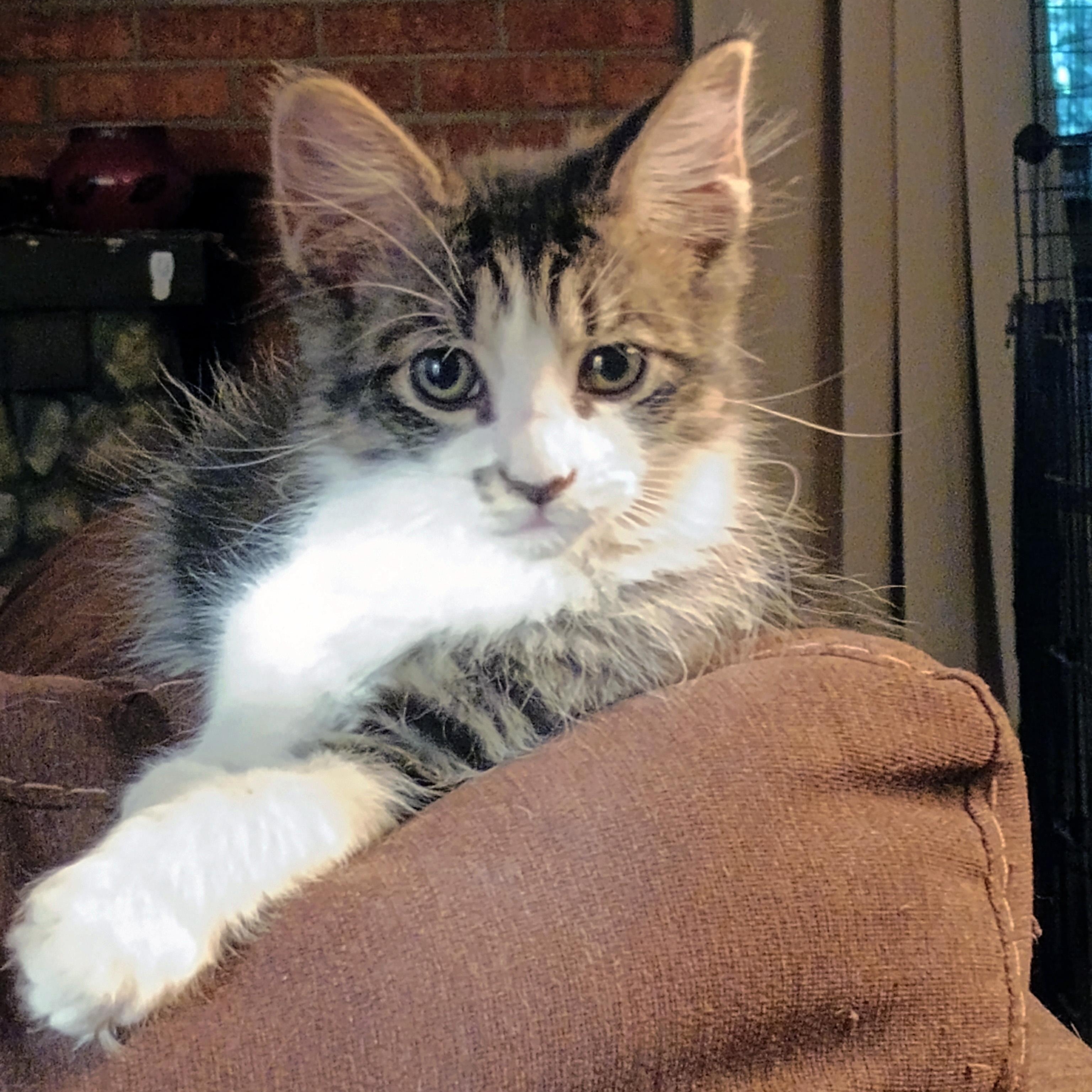 Batuffola, ADOPTABLE, Kitten Female Domestic Medium Hair.