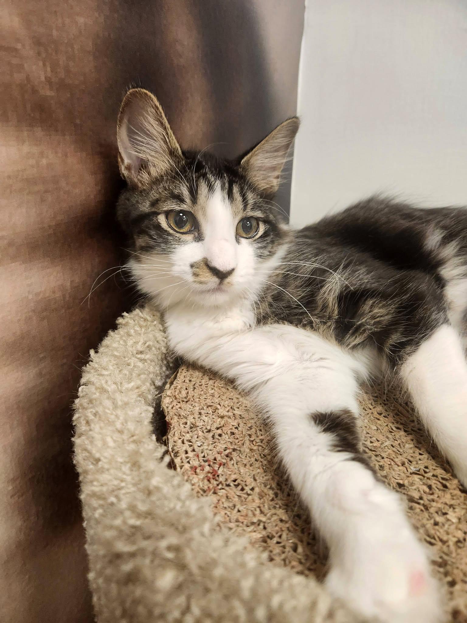 Enlarge Batuffola, a ADOPTABLE mixed breed in Apex, NC image 4/5