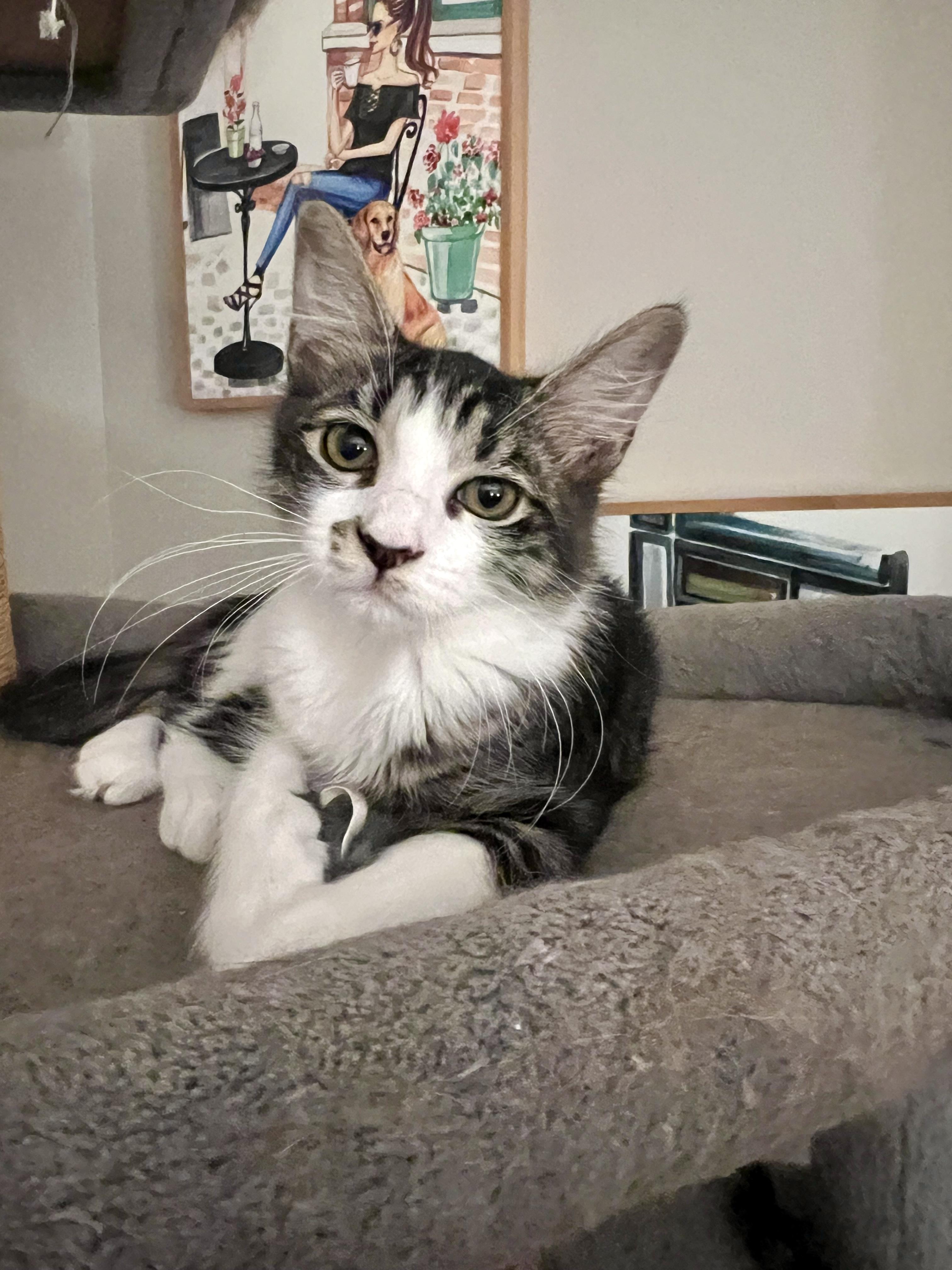 Batuffola, a ADOPTABLE mixed breed in Apex, NC image 2/5