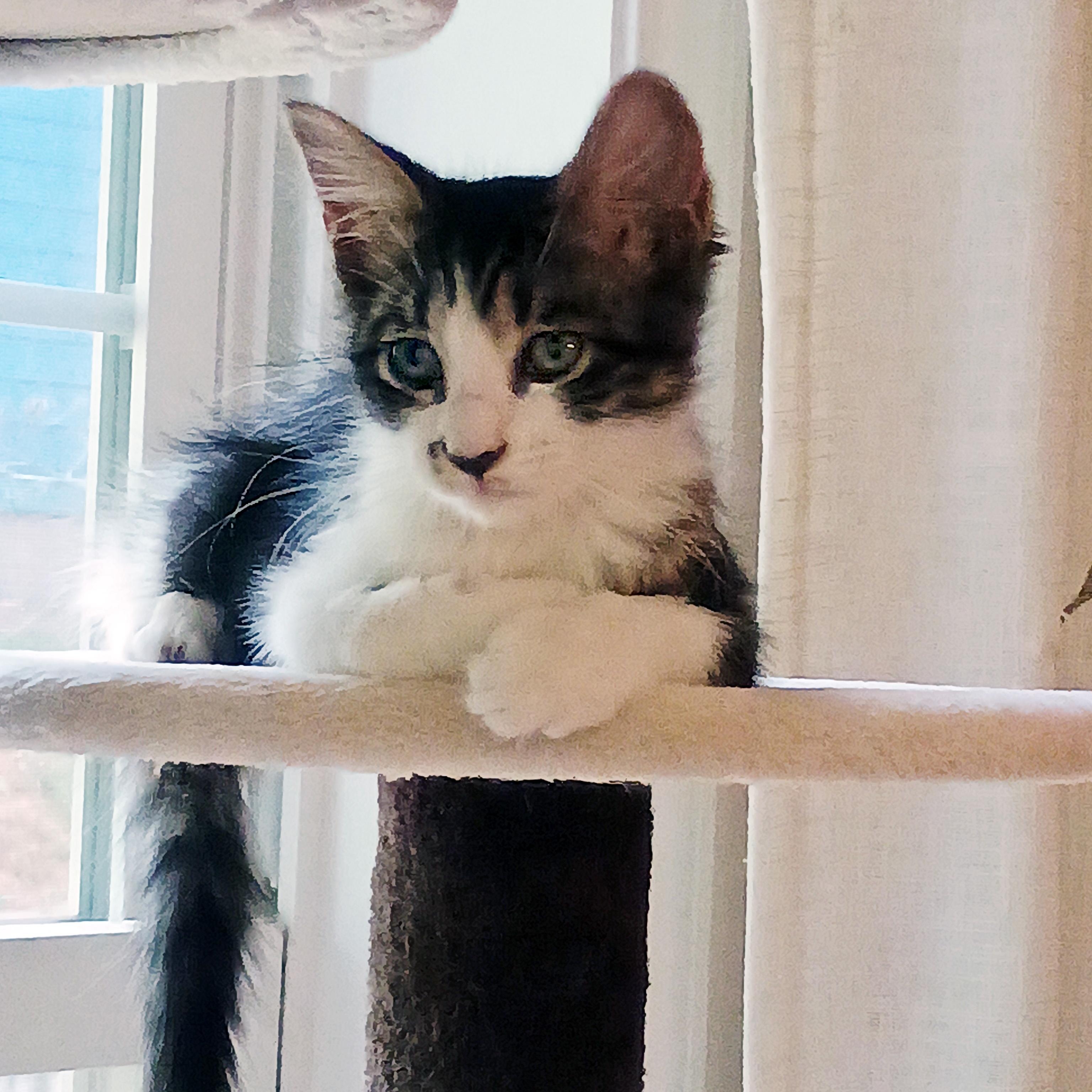 Batuffola, a ADOPTABLE mixed breed in Apex, NC image 3/5