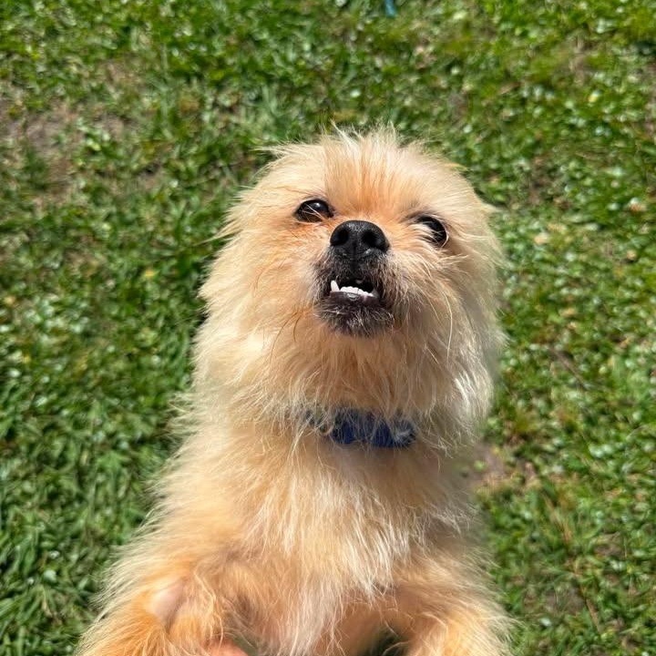 Otis, an adopted mixed breed in Wilmington, NC image 1/2